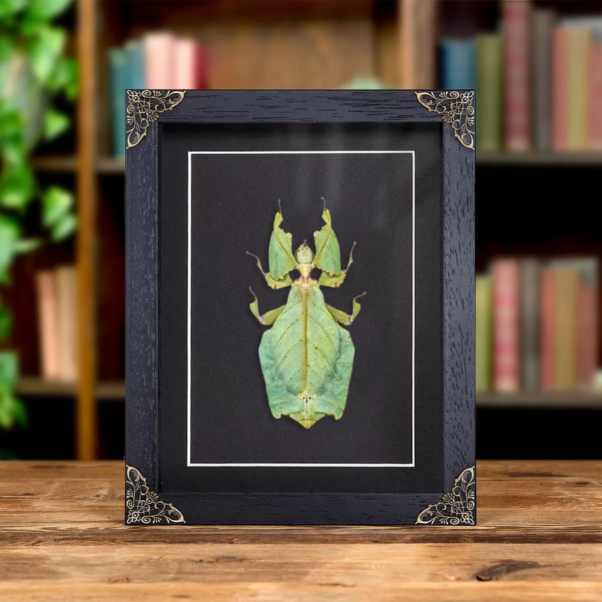 Minibeast Giant Leaf Insect in Baroque Style Box Frame