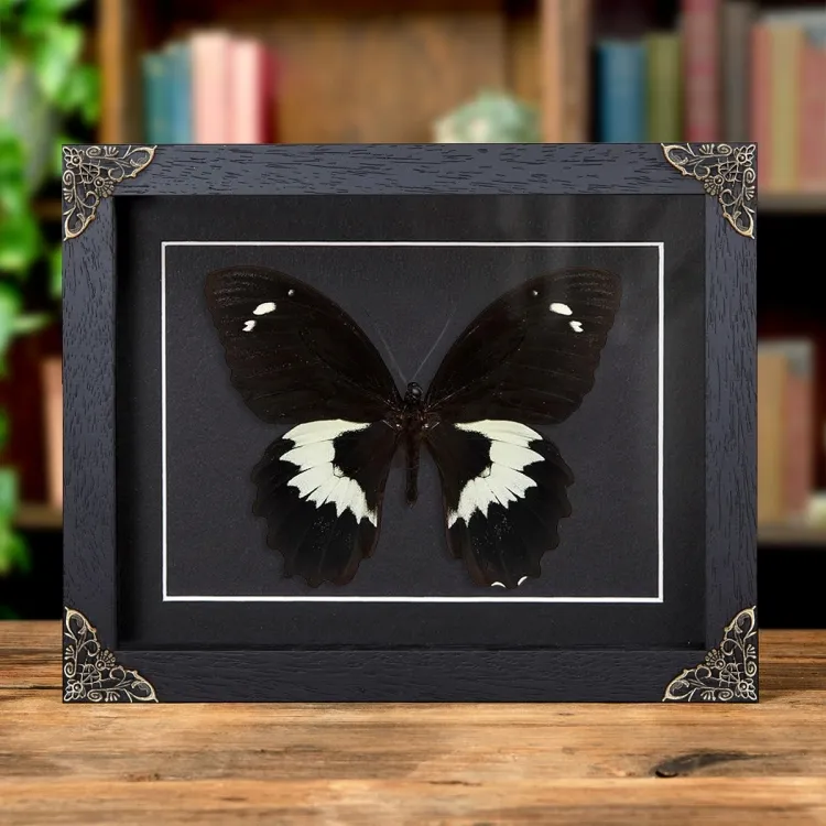 Swallowtail Butterfly In Baroque Style Frame (Papilio gambrisius)