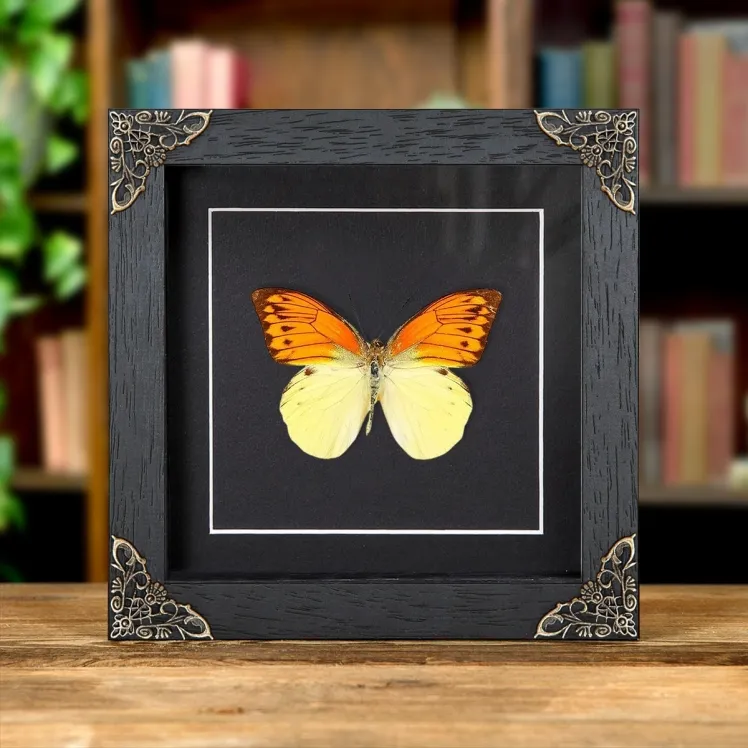 Brimstone Wing Butterfly In Baroque Style Frame (Hebomoia leucippe)