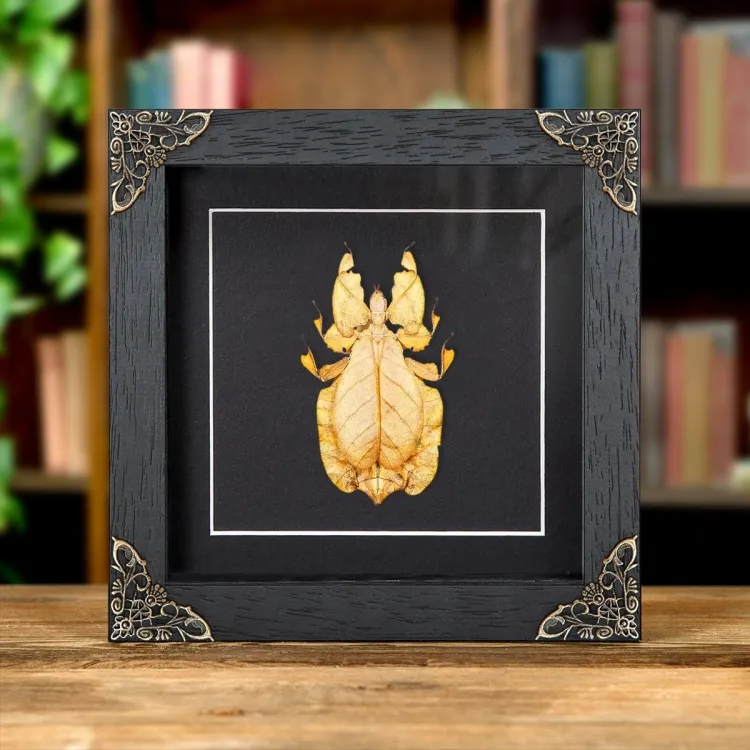 <strong>Gray's Leaf Insect Orange Form In Baroque Style Frame (Phyllium bioculatum)</strong><br>Price: £53.99<br>Frame Size: 6 x 6 Baroque Gray's Leaf Insect Orange Form In Baroque Style Frame (Phyllium bioculatum)