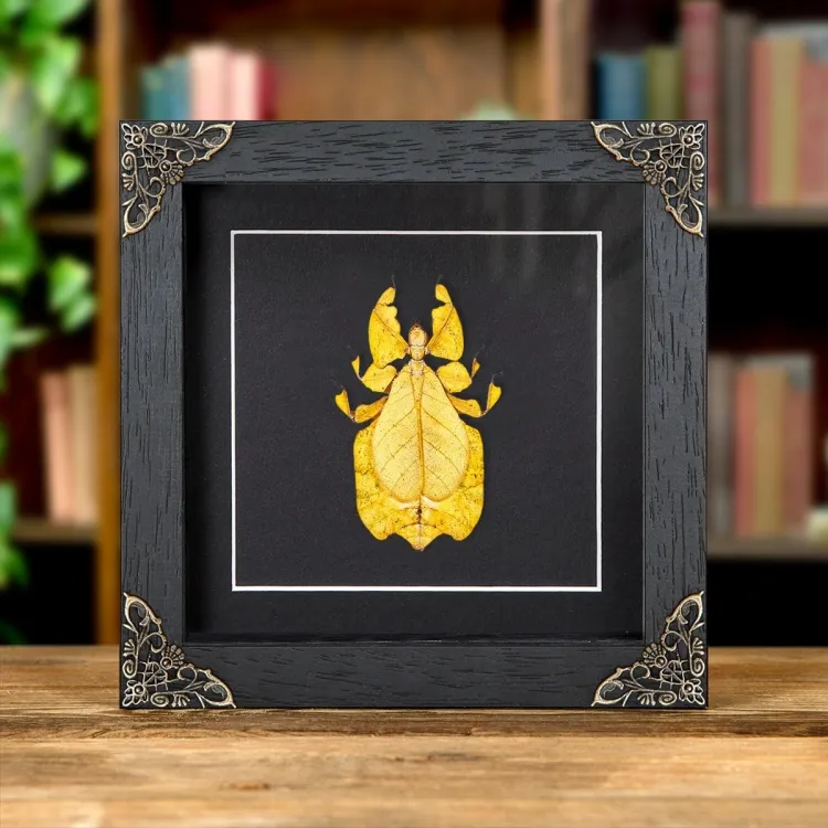 <strong>Gray's Leaf Insect Yellow Form In Baroque Style Frame (Phyllium bioculatum)</strong><br>Price: £53.99<br>Frame Size: 6 x 6 Baroque Gray's Leaf Insect Yellow Form In Baroque Style Frame (Phyllium bioculatum)