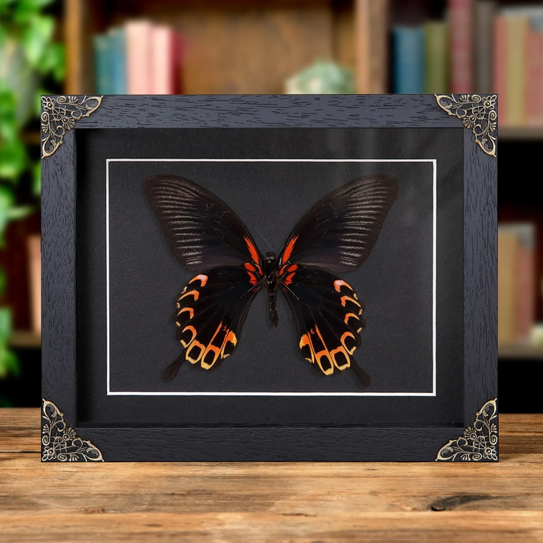 Swallowtail Butterfly Ventral Side In Baroque Style Frame (Papilio deiphobus) Minibeast Swallowtail Butterfly Ventral Side In Baroque Style Frame (Papilio deiphobus)