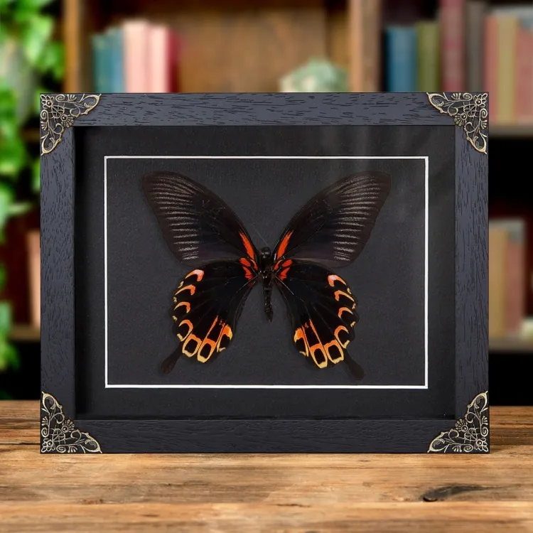 Swallowtail Butterfly Ventral Side In Baroque Style Frame (Papilio deiphobus)