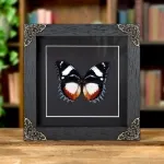 Minibeast Madagascar Diadem Butterfly In Baroque Style Frame