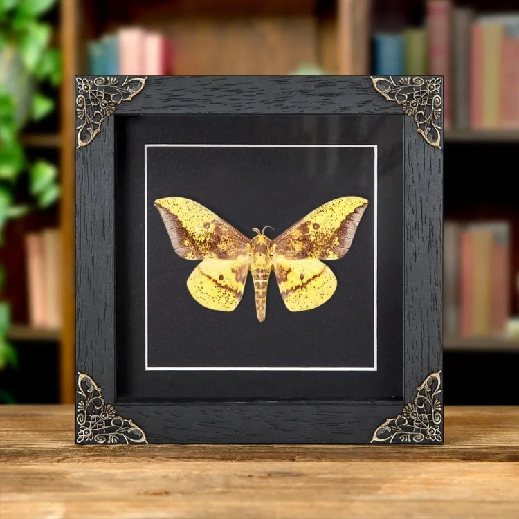 Imperial Moth In Baroque Style Frame (Eacles imperialis)