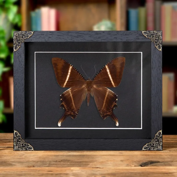 Swallowtail Moth In Baroque Style Frame (Lyssa patroclus)
