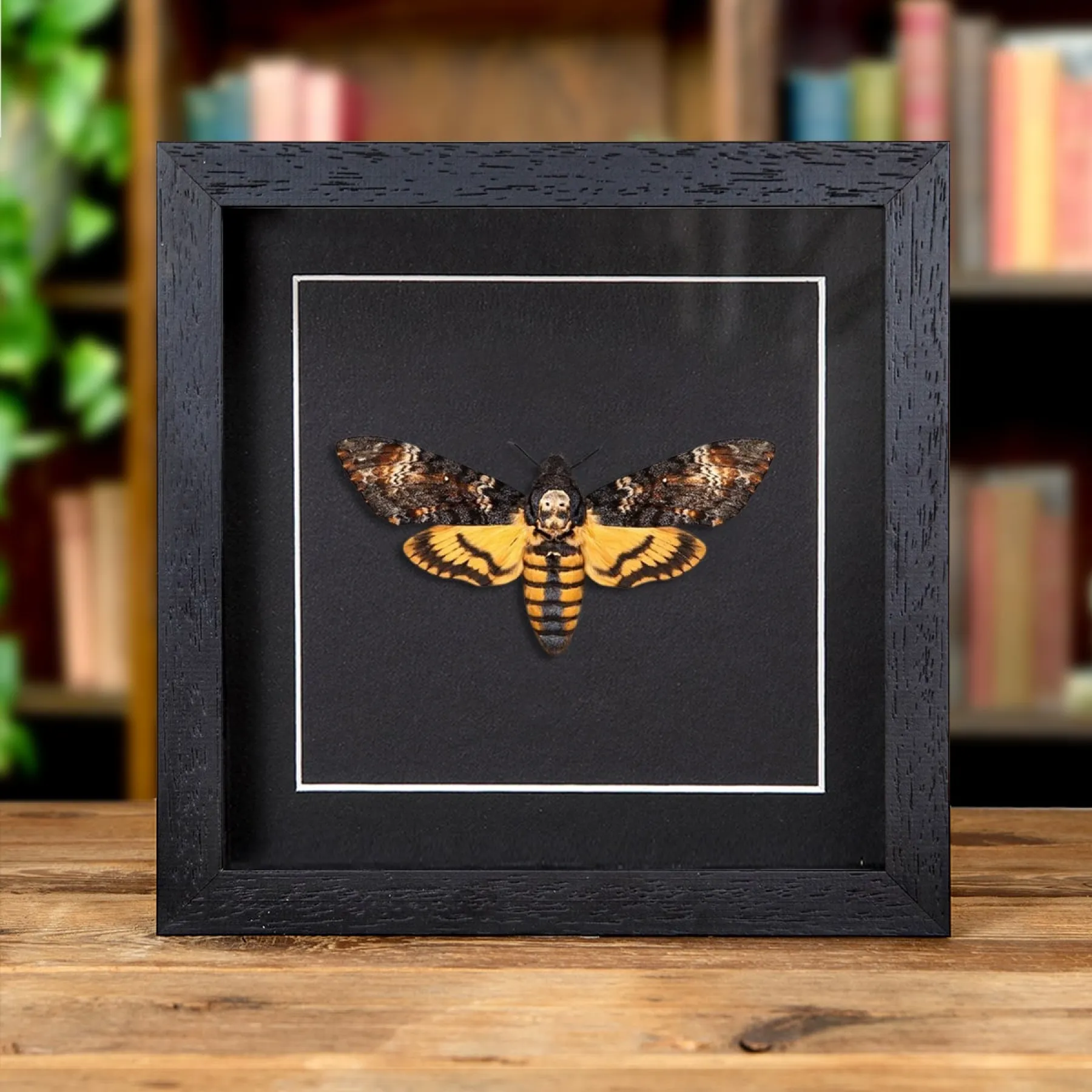 Death's Head Hawk Moth on Black Background In Baroque Style Box Frame (Acherontia atropos)