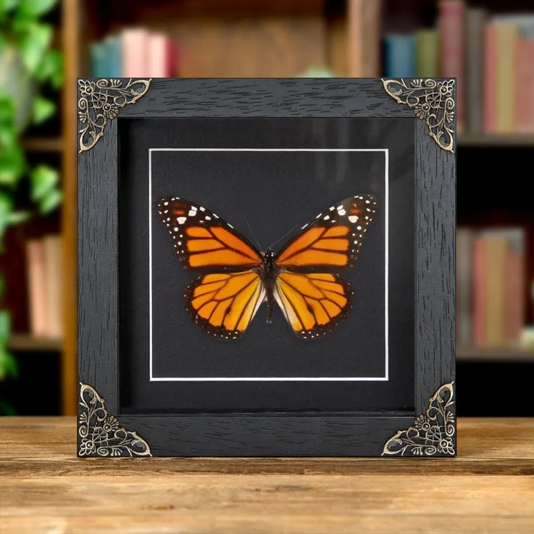 Monarch Butterfly In Baroque Style Frame