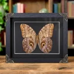 Minibeast Giant Owl Butterfly In Baroque Style Frame (Caligo telamonius)