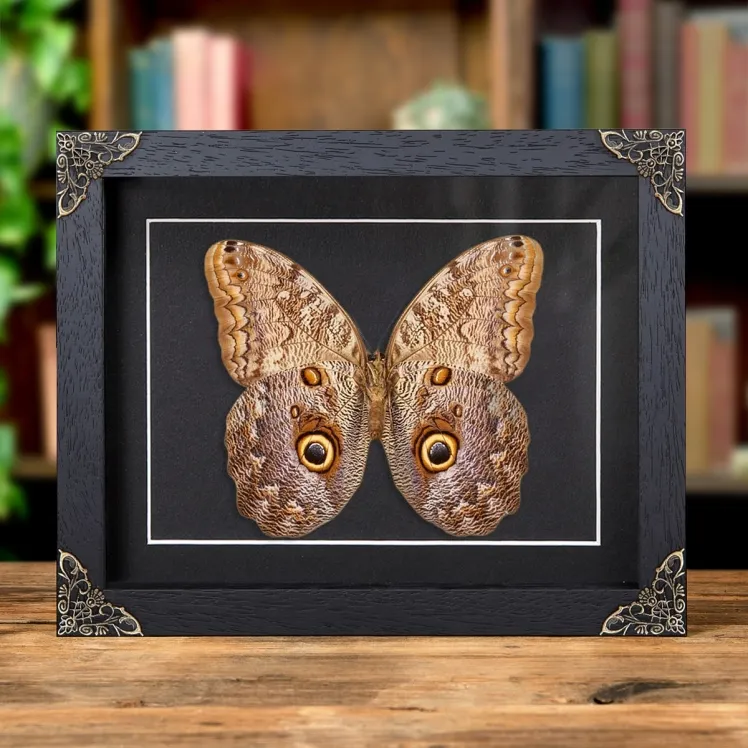 Giant Owl Butterfly In Baroque Style Frame (Caligo telamonius)