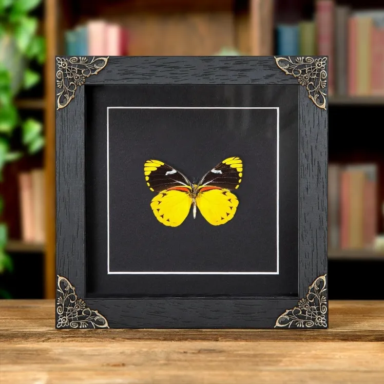 Jezebel Butterfly In Baroque Style Frame (Delias splendida)