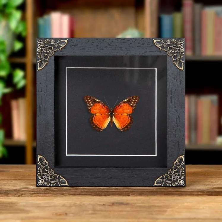 Red Lacewing In Baroque Style Frame (Cethosia biblis)