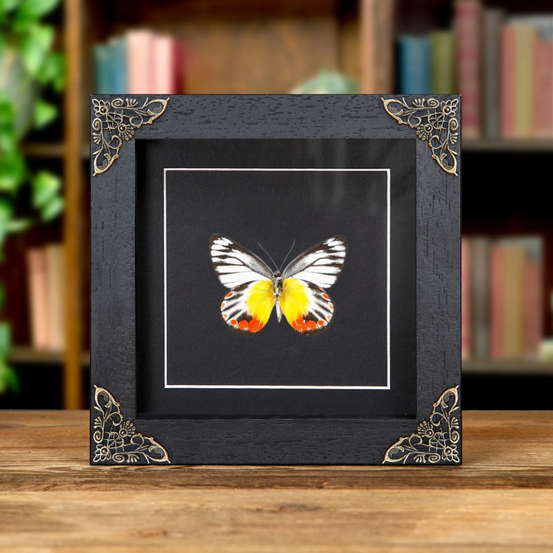 Minibeast Delias-Schmetterling im Barocken Stilrahmen (Delias periboea)