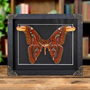 Papillon Atlas dans Cadre Baroque (Attacus atlas)