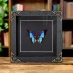 Minibeast Shaded-blue Leafwing In Baroque Style Frame (Prepona Laertes octavia)