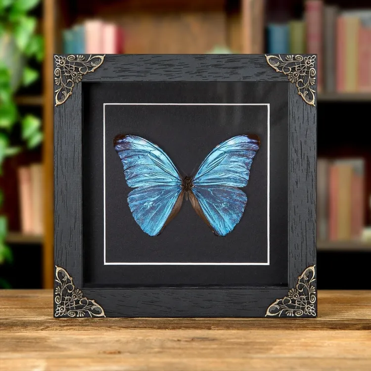 Morpho uraneis in Barokstijl lijst uit Brazilië