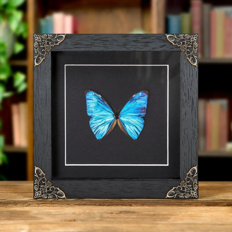 Aega Morpho Butterfly In Baroque Style Frame