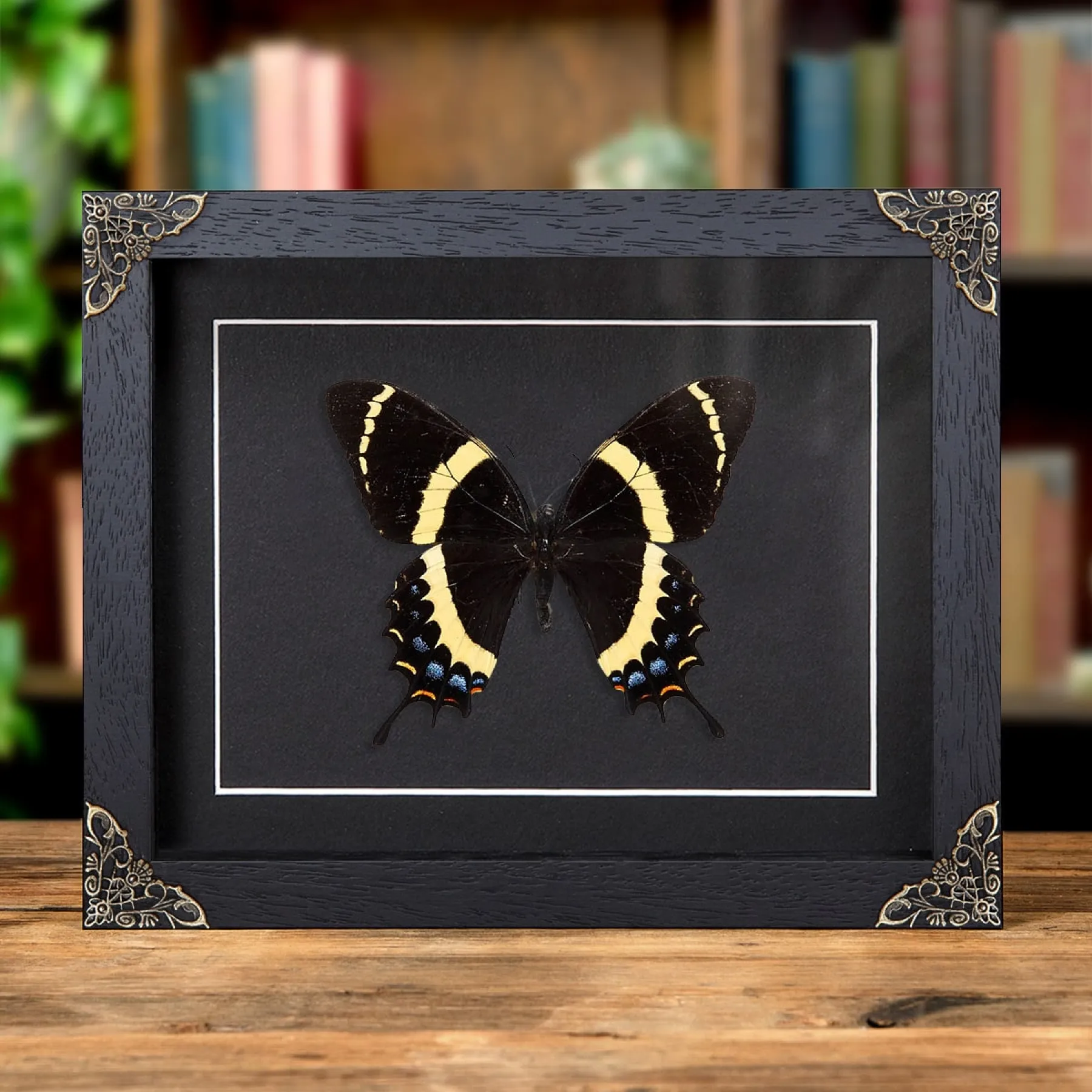 Minibeast Prächtiger Schwalbenschwanz im Barockstil Boxrahmen (Papilio garamas)