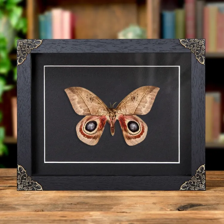 Automeris metzli In Baroque Style Frame From Trinidad