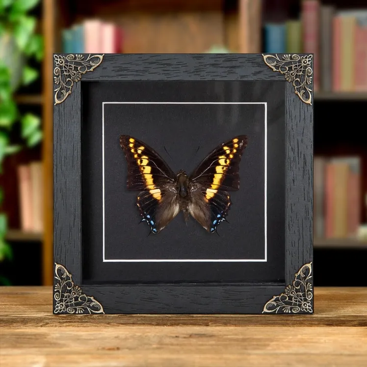 Giant Emperor Butterfly In Baroque Style Box Frame (Charaxes castors)