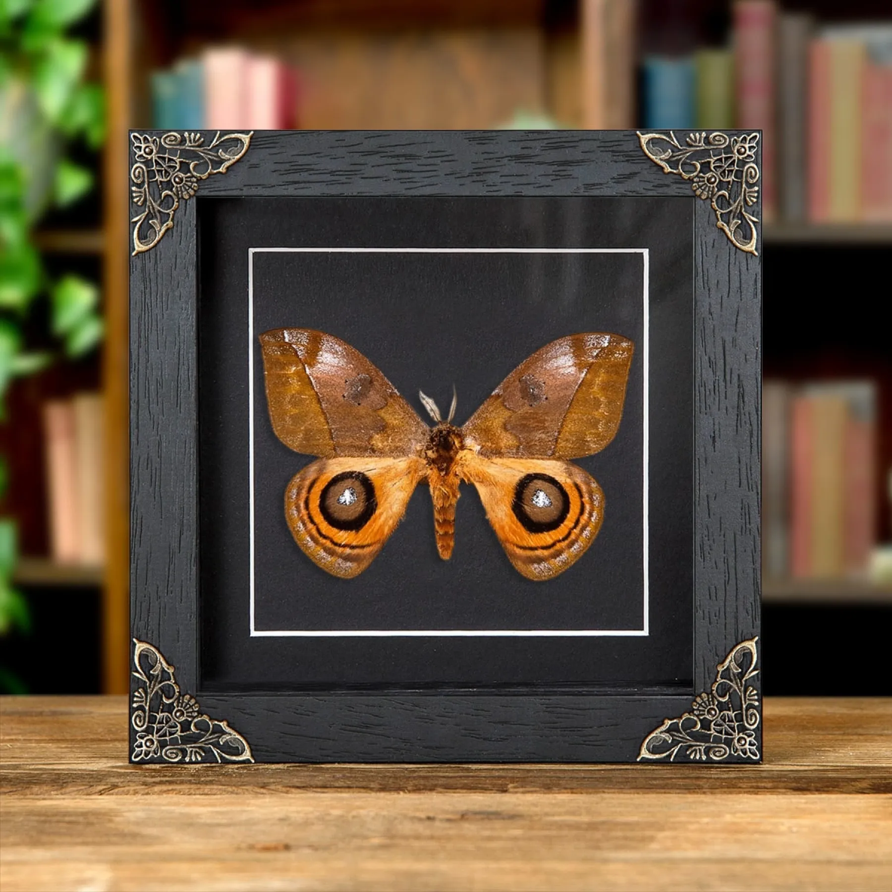 Minibeast Silkworm Moth In Baroque Style Box Frame (Automeris excreta)