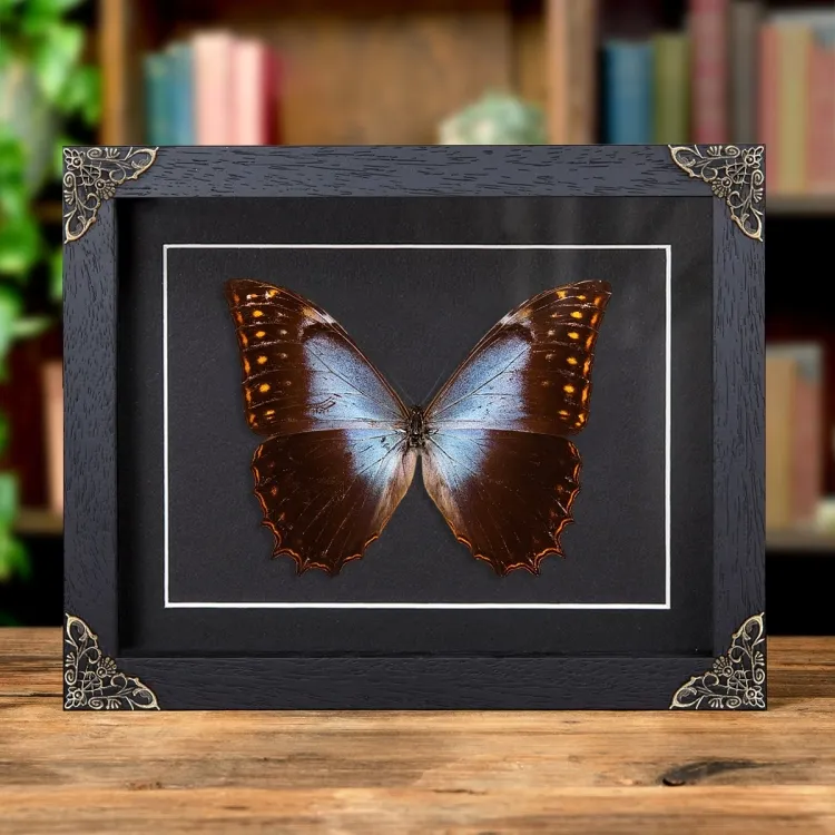 Theseus Morpho in Baroque Style Box Frame (Morpho theseus schewetzeri)