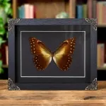 Minibeast Hercules Morpho In Baroque Style Box Frame (Morpho hercules diadema)