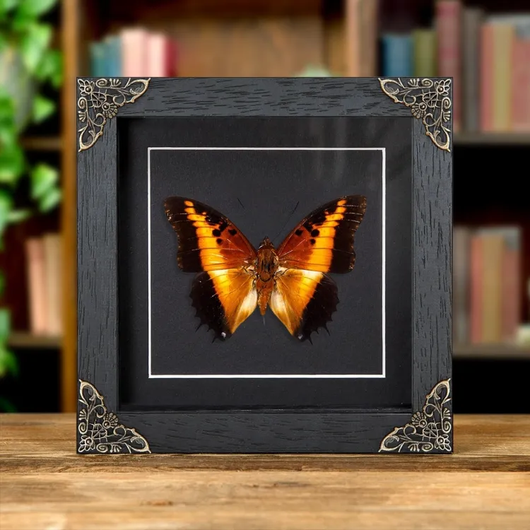 Black-bordered Charaxes In Baroque Style Box Frame (Charaxes pollux)
