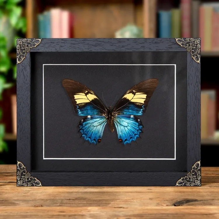 Weiblicher Königin Schwalbenschwanz in Barockem Stil Boxrahmen (Papilio androgeus)