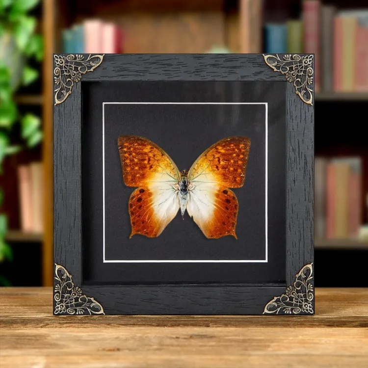 Waldperle Charaxes im Barockstil Rahmen (Charaxes fulvescens)
