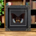 Minibeast Charaxes eurialus In Baroque Style Box Frame From indonesia