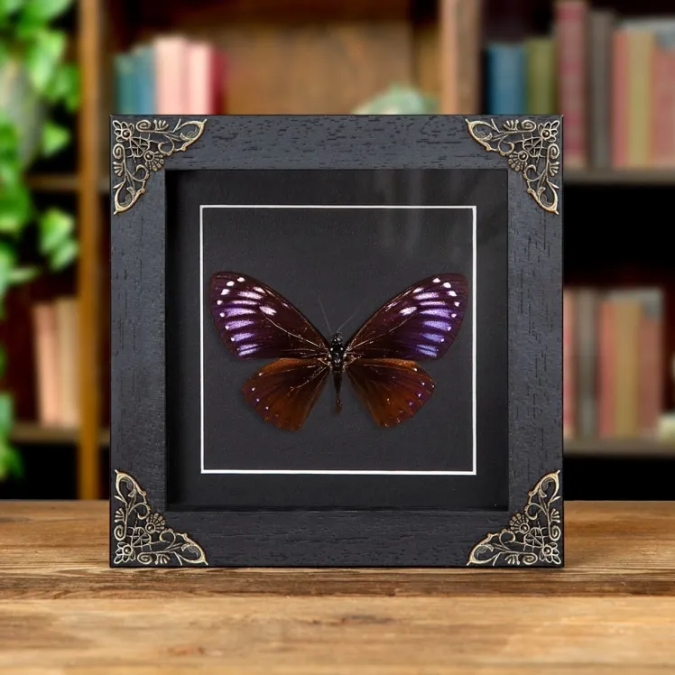 Rare Great Blue Mime In Baroque Style Box Frame (Papilio paradoxa)