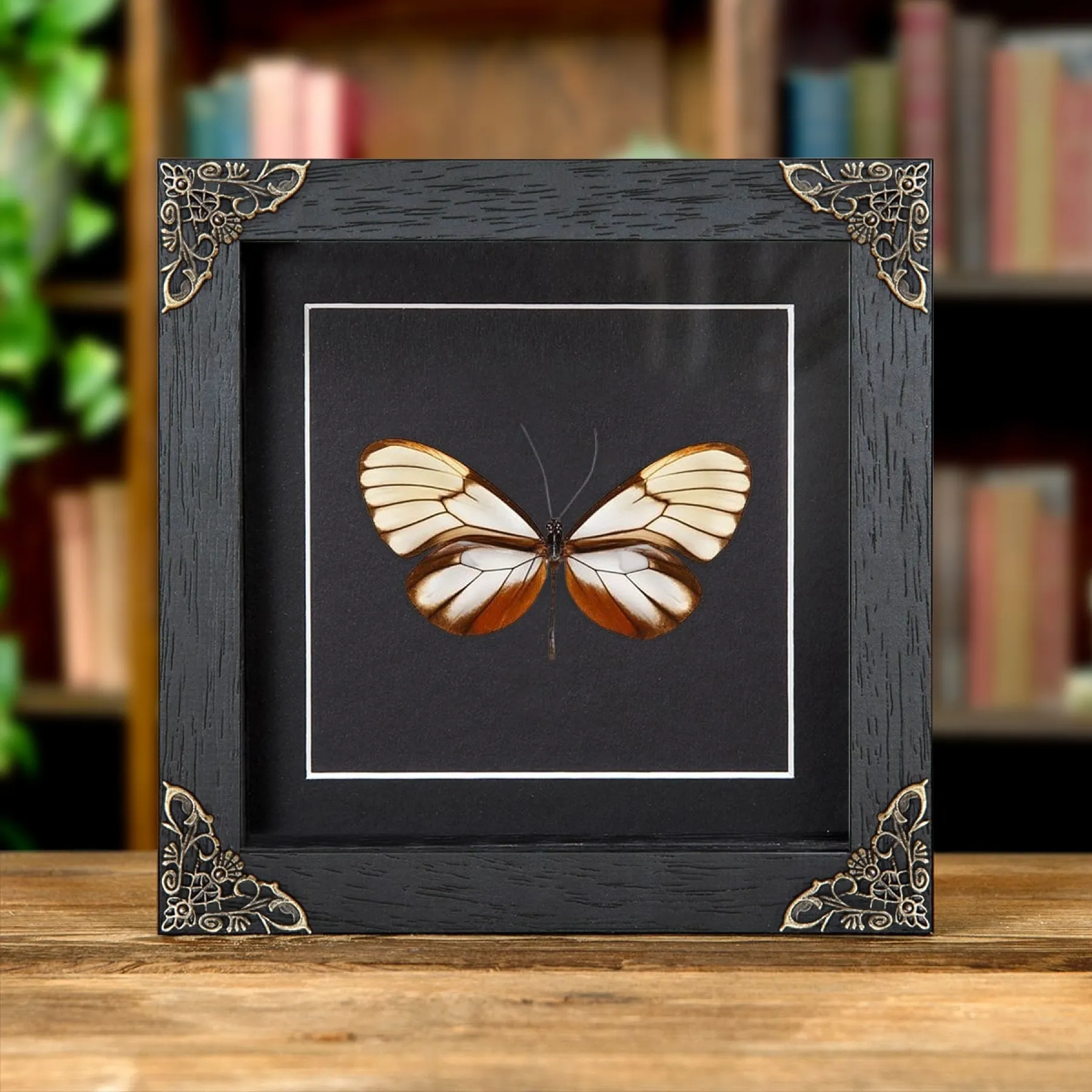 Minibeast Papillon à Ailes de Verre Éblouissant dans un Cadre de Style Baroque (Godyris duillia)