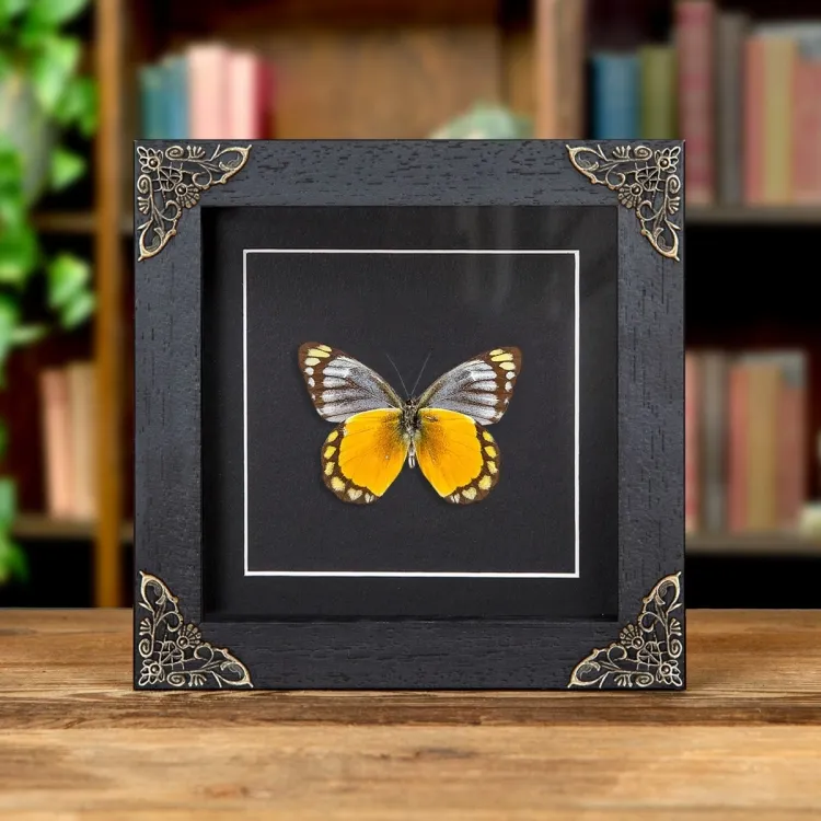 Delias melusina Butterfly In Baroque Style Frame From Sulawesi