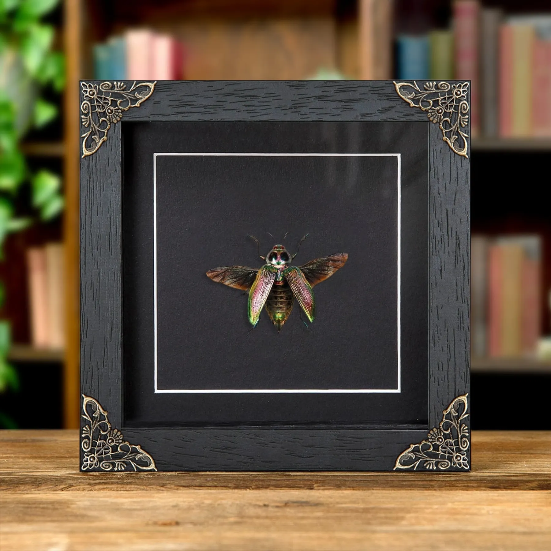 Minibeast Giant Metallic Ceiba Borer With Wings Spread In Baroque Style marco vitrina (Euchroma gigantea)