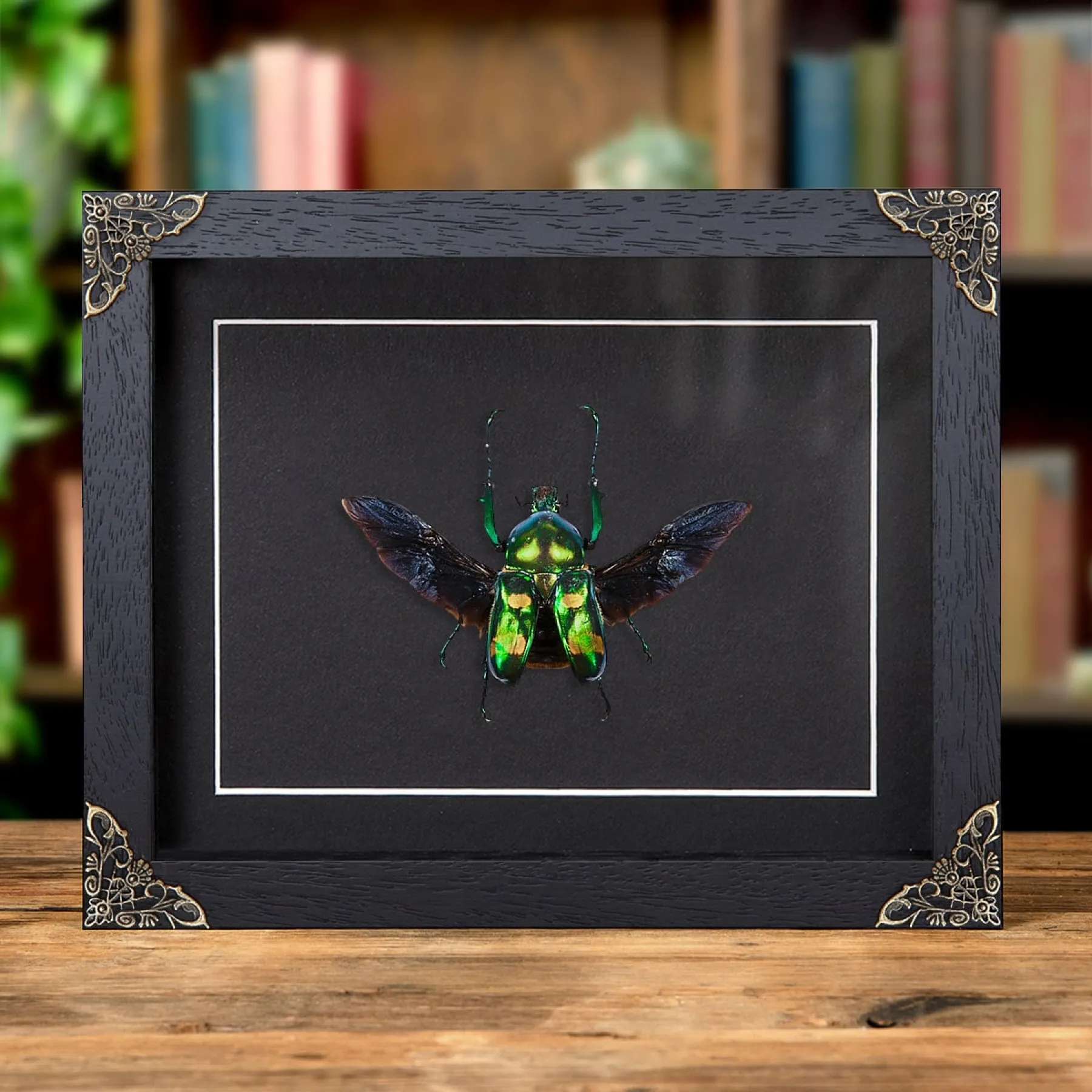 Four Spot Flower Beetle with Wings Spread In Baroque Style Frame (Jumnos ruckeri) Minibeast Four Spot Flower Beetle with Wings Spread In Baroque Style Frame (Jumnos ruckeri)