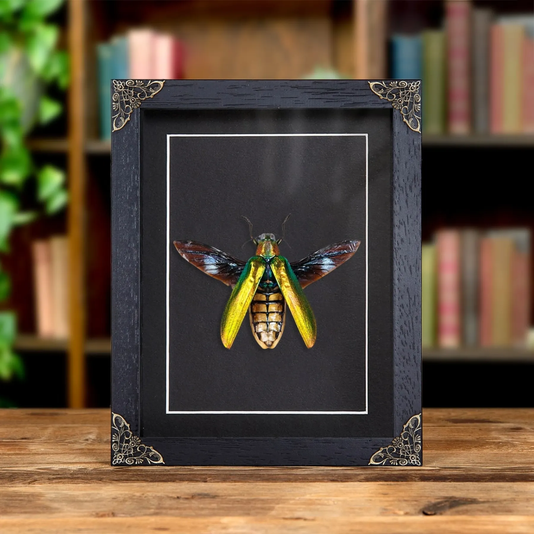 Minibeast Large Jewel Beetle In Baroque Style Frame (Megaloxatha concolor)