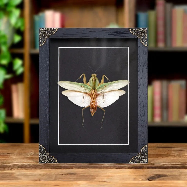 Malaysian Shield Mantis In Baroque Style Box Frame (Rhombodera basalis)