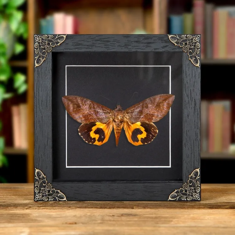 Common Fruit-piercing Moth In Baroque Style Box Frame (Eudocima phalonia)