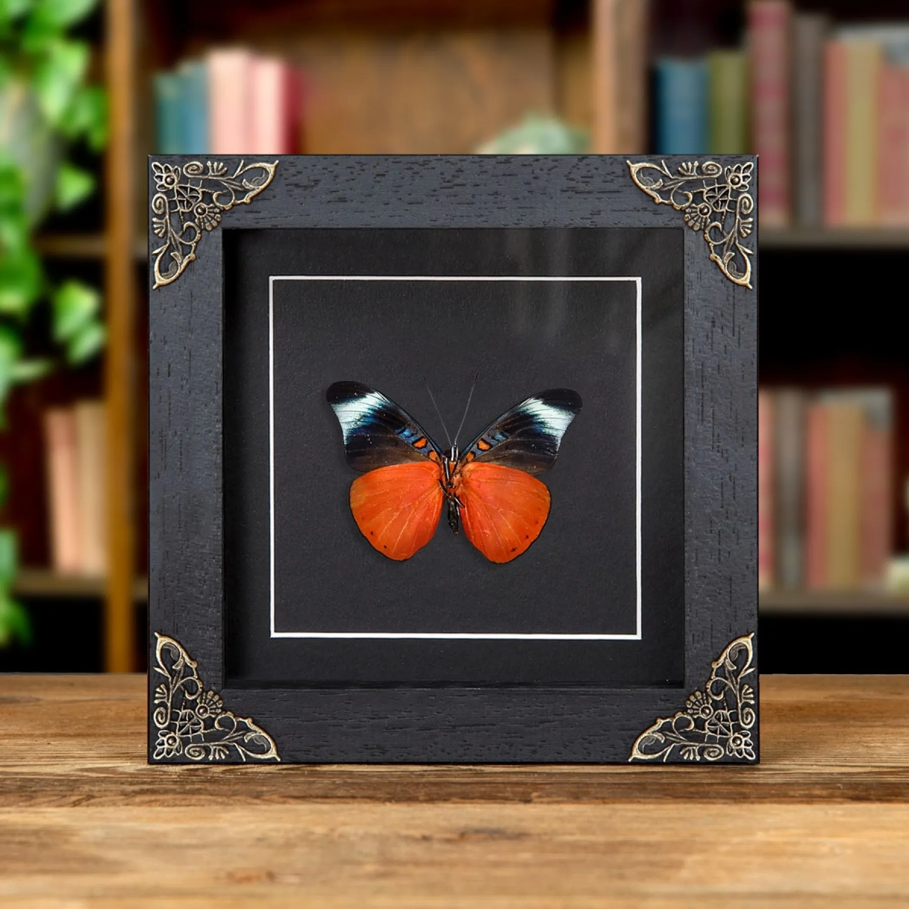Minibeast Red Flasher In Baroque Style  Box Frame (Panacea prola)