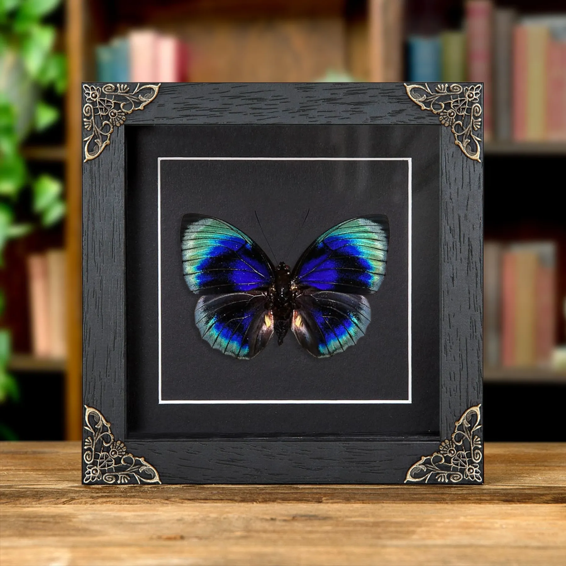Agrias Butterfly In Baroque Style Frame (Agrias beatifica lachaumei) Minibeast Agrias Butterfly In Baroque Style Frame (Agrias beatifica lachaumei)