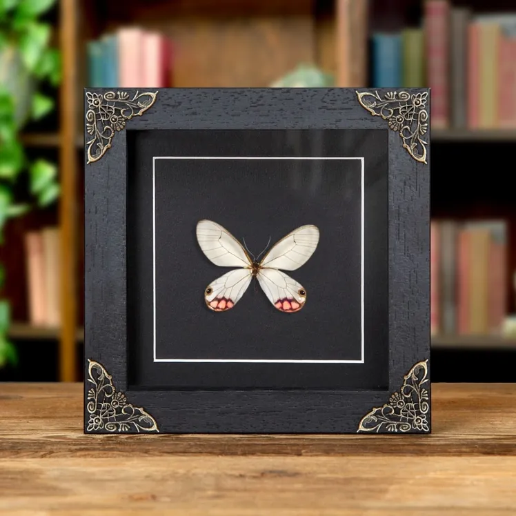Pyropina Phantom Butterfly In Baroque Style Frame (Cithaerias pyropina)
