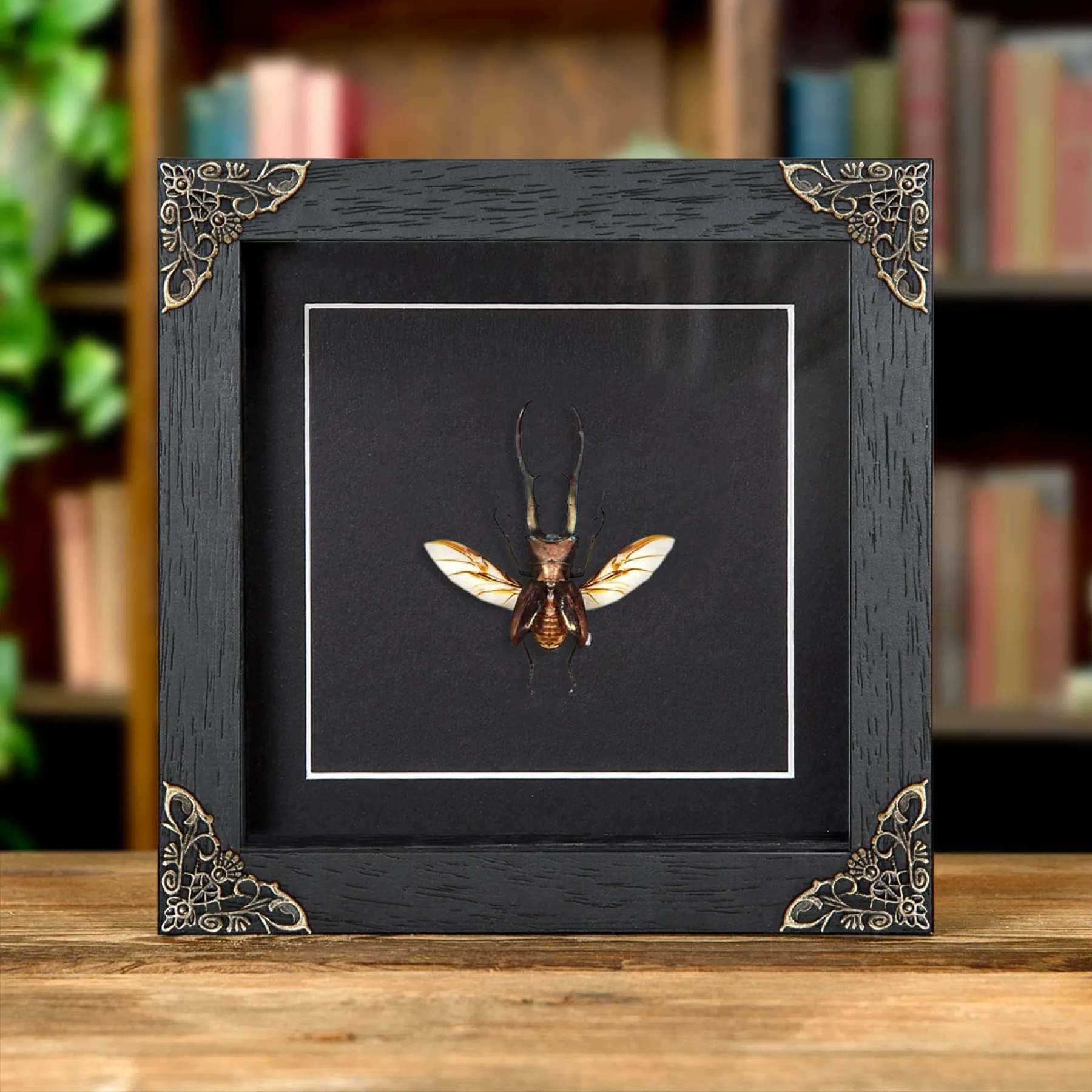 Minibeast Escarabajo Ciervo con Alas Extendidas en Marco de Estilo Barroco (Cyclommatus Metallifer Finae)