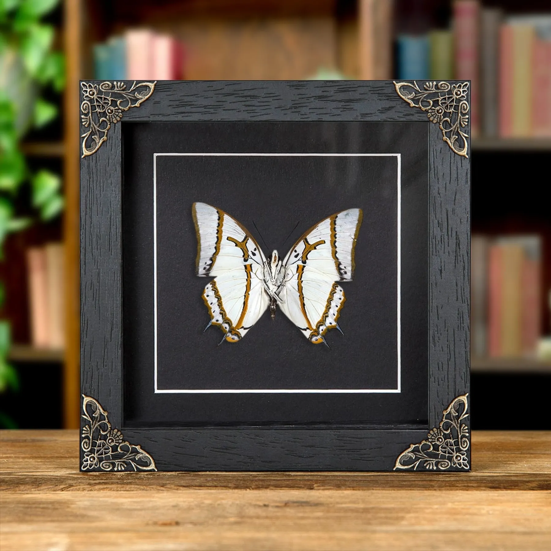 Minibeast Le Grand Nawab Papillon Ventral en Cadre de Style Baroque (Polyura eudamippus)