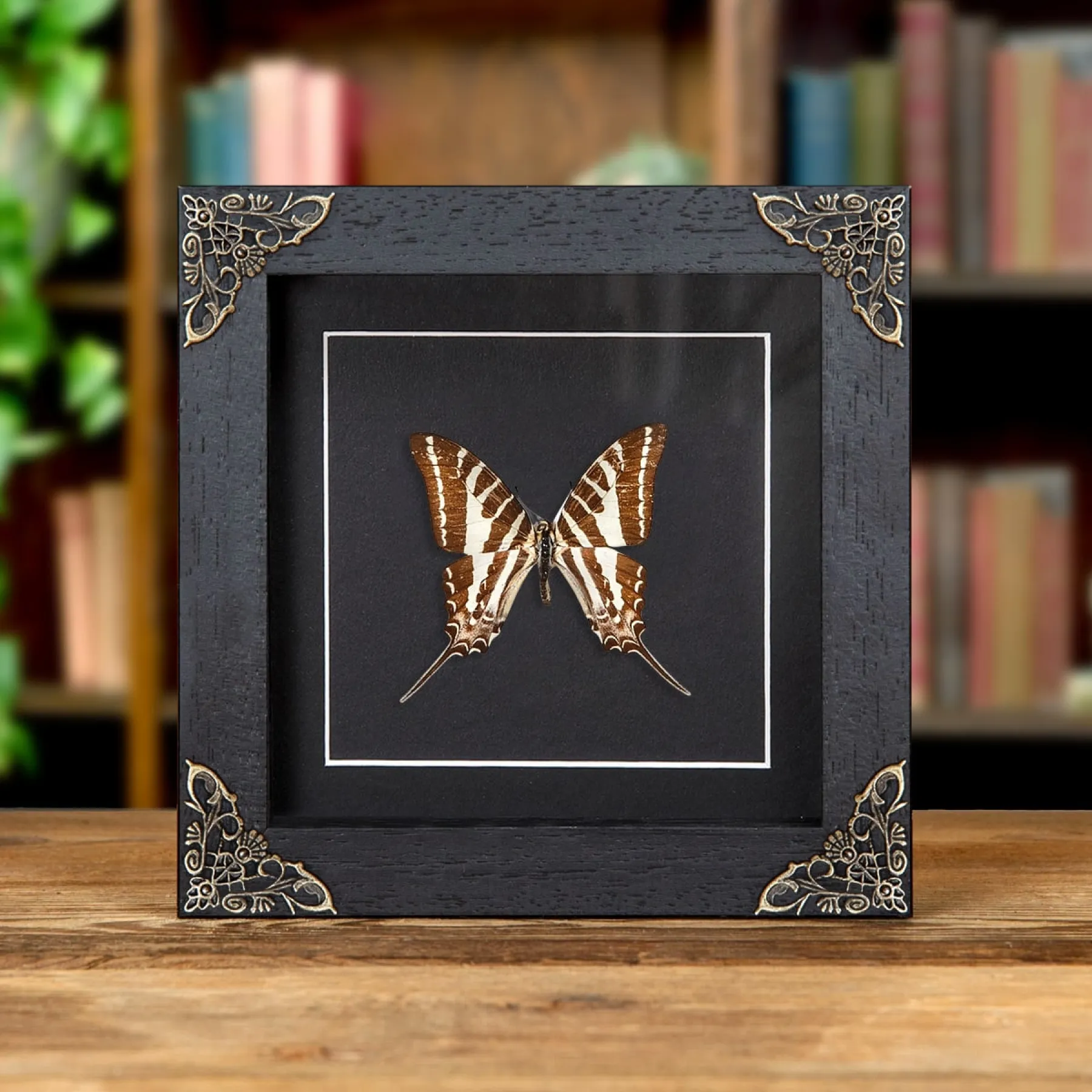 Minibeast ChaIn Swordtail πεταλούδα In Baroque Style κορνίζα (Graphium aristeus)