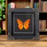 Minibeast Orange Albatross In Baroque Style Box Frame (Appias nero neronis)