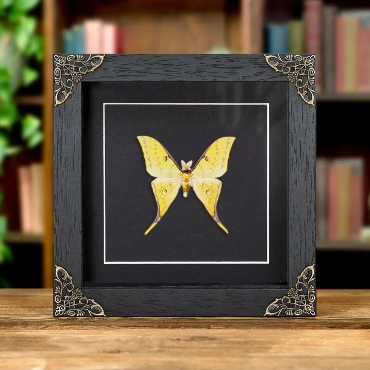 Golden Moon Moth In Baroque Style Frame (Actias sinensis)