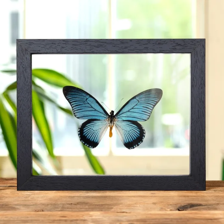 Giant Blue Swallowtail Butterfly In Clear Glass Box Frame (Papilio zalmoxis)