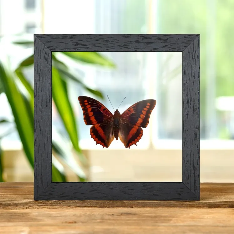 Violet-washed Charaxes In Clear Glass Box Frame (Charaxes lucretius)