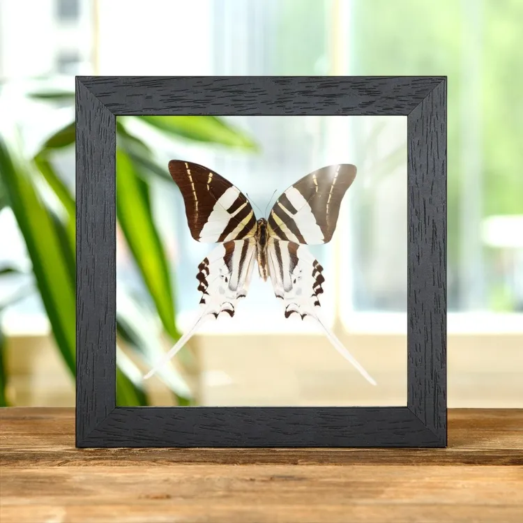 Reuzen Zwaardstaartvlinder in Transparante Glazen Lijst (Graphium androcles)